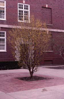 Corneliancherry Dogwood in flower (shrub form)