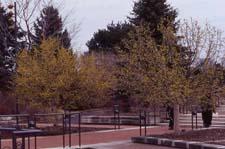 Corneliancherry Dogwood in flower (tree form)