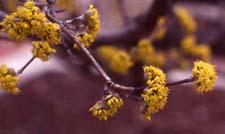 Corneliancherry Dogwood flowers