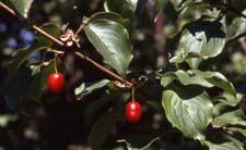Corneliancherry Dogwood fruit