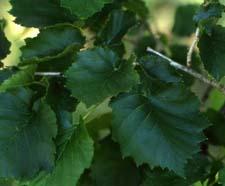 Turkish Filbert leaves