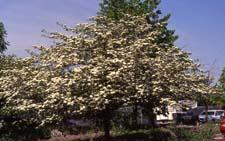 Cockspur Hawthorn in flower