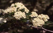 Cockspur Hawthorn flowers