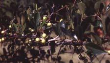 Cockspur Hawthorn fruit (unripe)