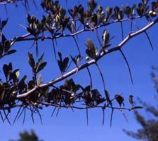 Cockspur Hawthorn thorns