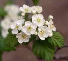 Downy Hawthorn flowers