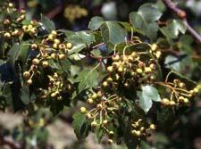 Washington Hawthorn fruit (unripe)