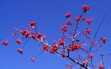 Washington Hawthorn fruit (ripe)
