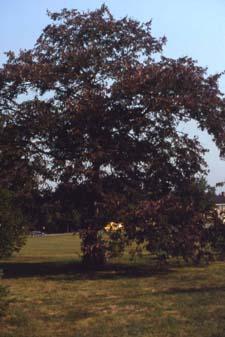 Common Persimmon form