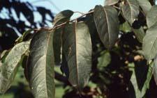 Common Persimmon leaves