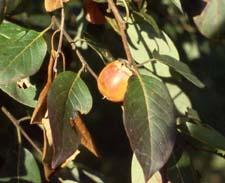 Common Persimmon fruit