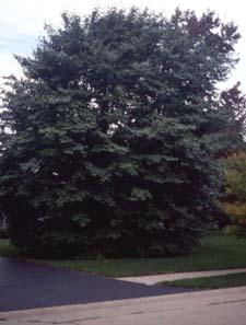 American Beech form