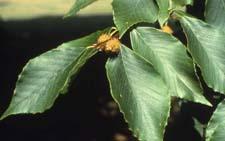 American Beech leaves and fruit