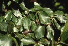 European Beech leaves