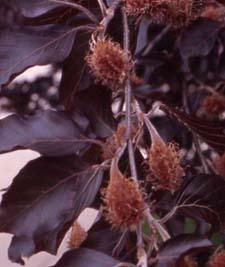 Fruit of 'Cuprea', a cultivar of European Beech
