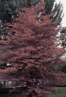 'Tricolor', a cultivar of European Beech