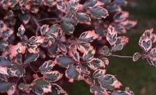 Leaves of 'Tricolor', a cultivar of European Beech