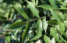 White Ash leaves