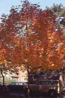 White Ash fall color