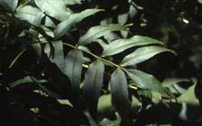 European Ash leaves