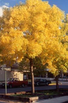 Green Ash fall color