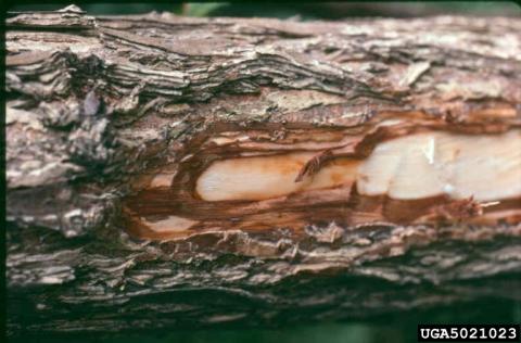 Elm tree infected with elm yellows: phloem discoloration (www.forestryimages.org).