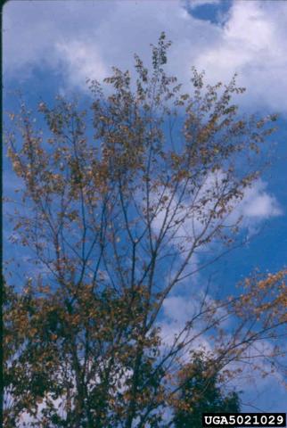 Elm tree infected with elm yellows (www.forestryimages.org).