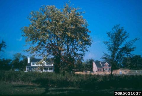 Elm tree infected with elm yellows (www.forestryimages.org).