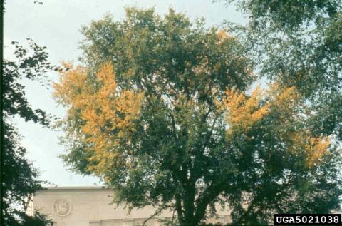 Elm tree infected with elm yellows (www.forestryimages.org).