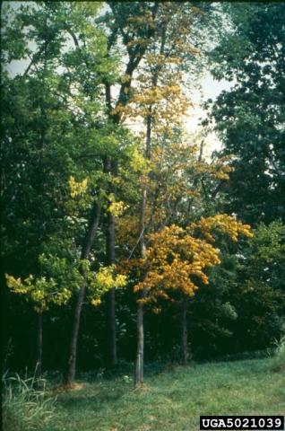 Elm tree infected with elm yellows.