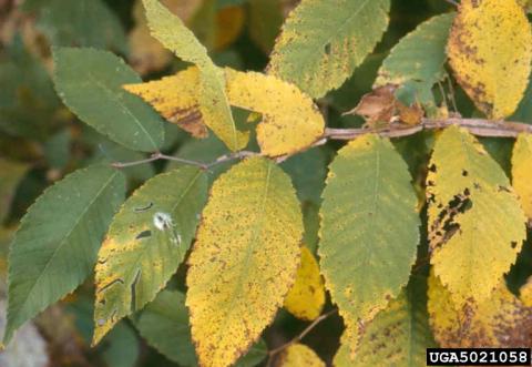 Elm yellows symptoms on elm foliage (www.forestryimages.org)..