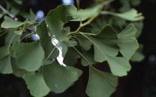Ginkgo leaves