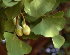 Ginkgo fruit
