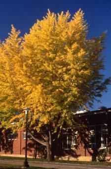 Ginkgo fall color
