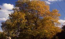 Thornless Common Honeylocust fall color