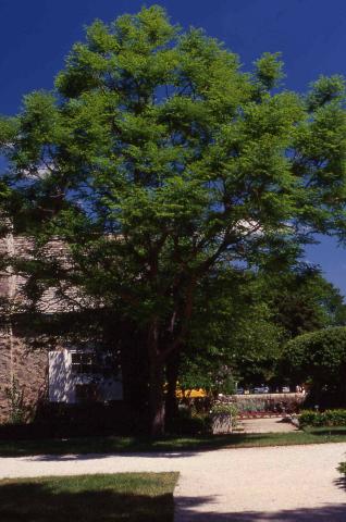 Kentucky Coffeetree form