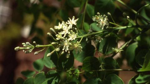 Kentucky Coffeetree flowers