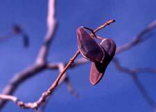 Kentucky Coffeetree fruit