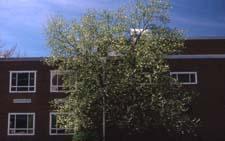 Carolina Silverbell form