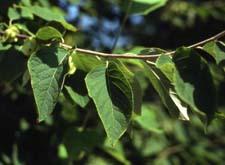 Carolina Silverbell leaves