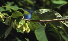 Carolina Silverbell fruit