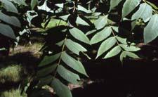Black Walnut leaves