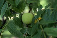 Black Walnut fruit