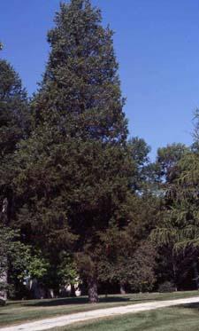 Eastern Red Cedar form