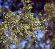 Eastern Red Cedar leaves (needles)