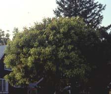 Panicled Golden Raintree form