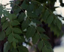 Panicled Golden Raintree leaves
