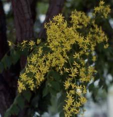 Panicled Golden Raintree flowers