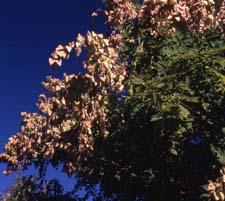 Panicled Golden Raintree fruit