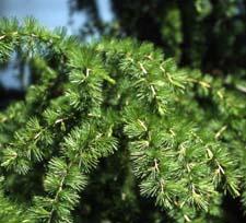 European Larch leaves (needles)